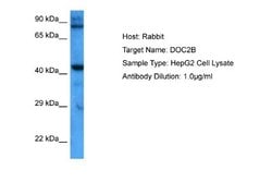 DOC2B Antibody, Novus Biologicals 100 &mu;L; Unconjugated:Antibodies, Polyclonal